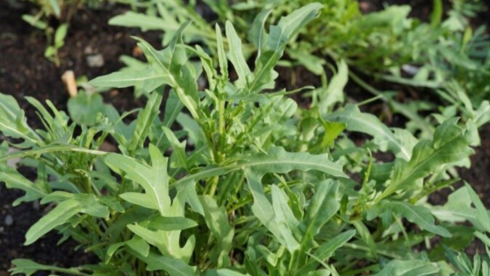 Семена Насіння Руколла есть и опт цена договорная