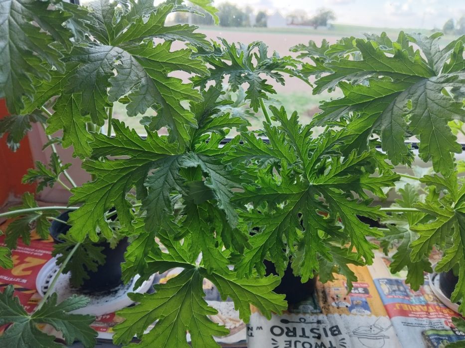 GERANIUM anginka cytrynka wysokość ponad  30  cm