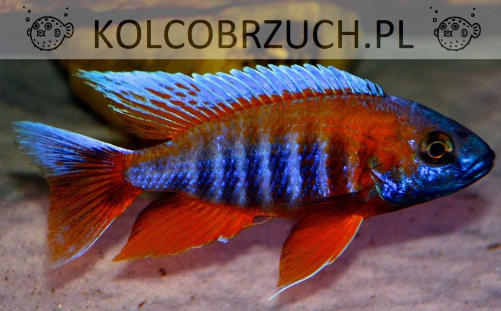 Aulonocara jacobfreibergi EUREKA - SAMCE XXL - 10CM - dowóz, wysyłka