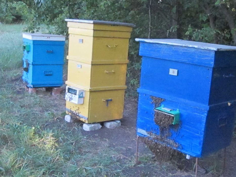 Продам пчелосемьи . 25 семей. Порода  украинская степная .Рамка Дадан