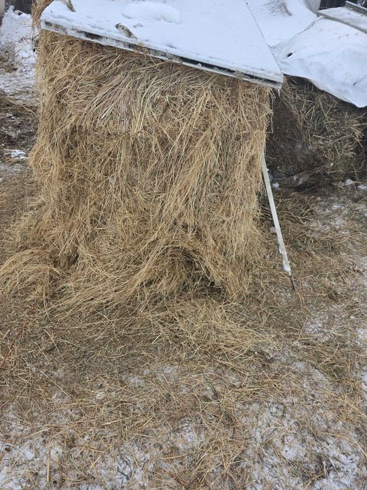 Kiszonka,siano,słoma