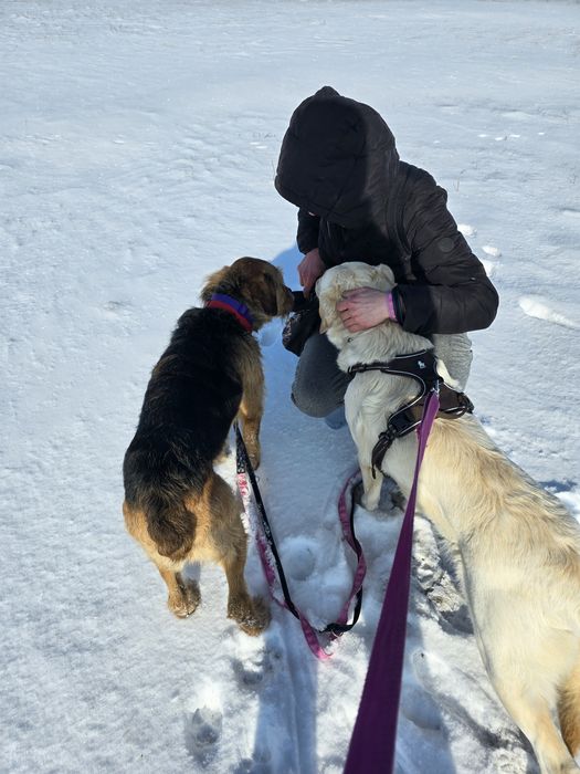 Biała piękna sunia