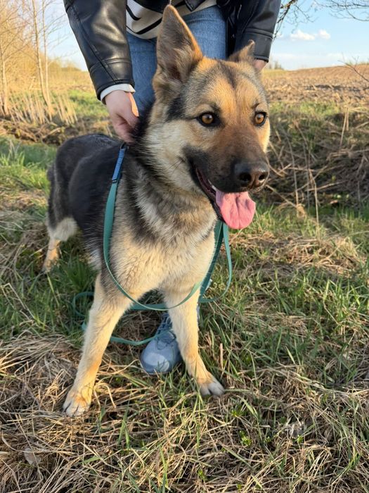 młoda suczka do adopcji