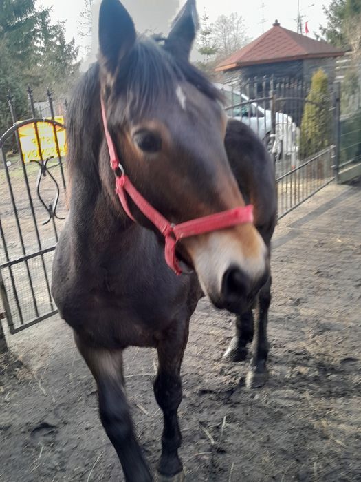 Koń zimnokrwisty sprzedaż