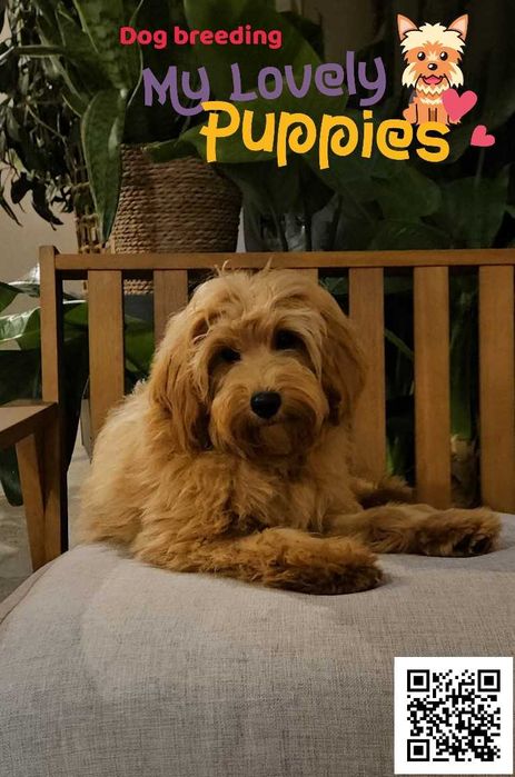 Cockapoo Cavapoo śliczny chłopiec Nugatt