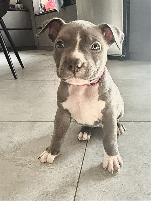 Американський буллі