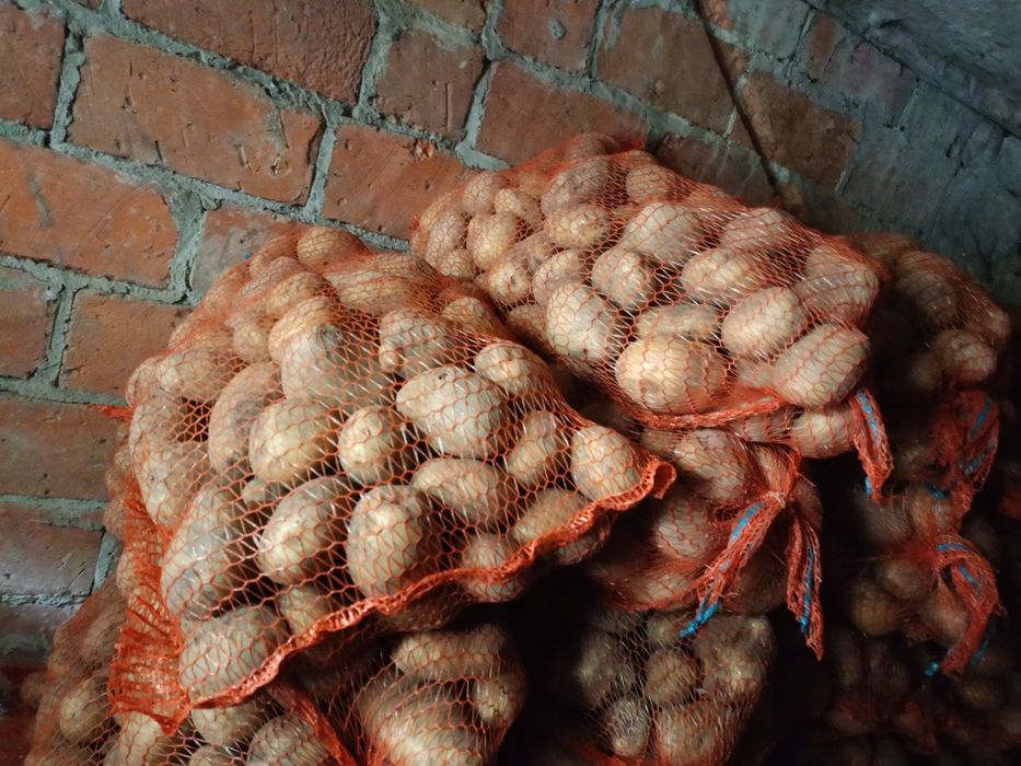 Ziemniaki jadalne Ignacy Irmina