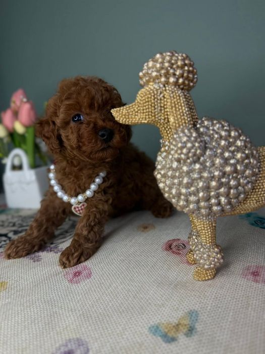 Маленька дівчинка . той пудель