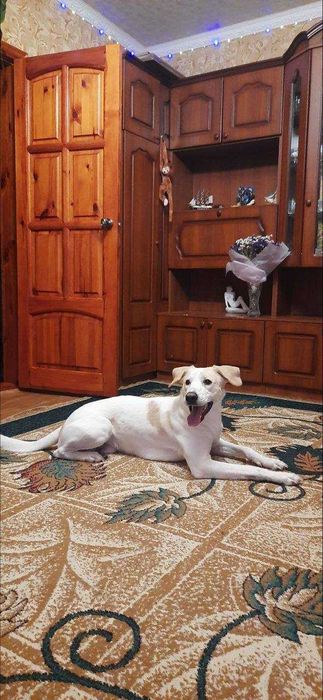 Пес Персик шукає дім