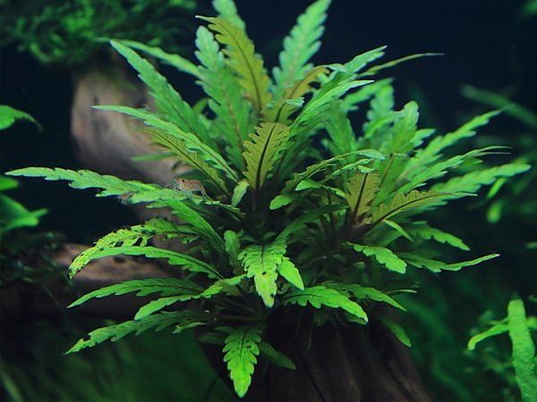 Roślina akwariowa Hygrophila pinnatifida sadzonki