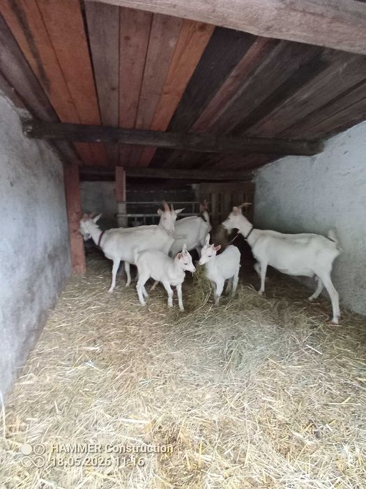 Kozy dorosłe i młode