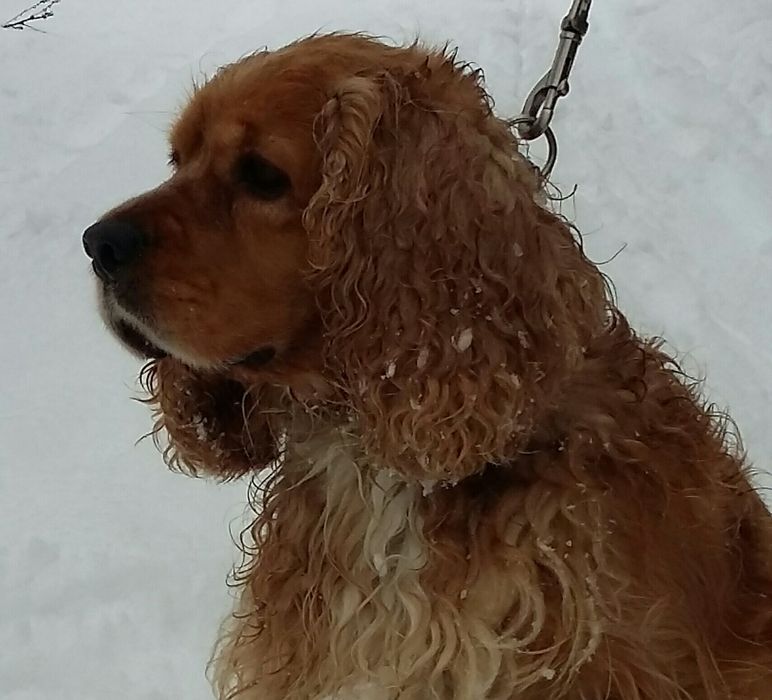 Англо-американець для в'язки