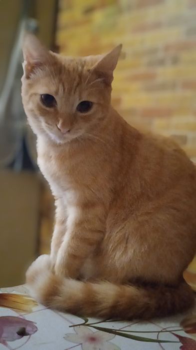 Рудий котик у відповідальні руки