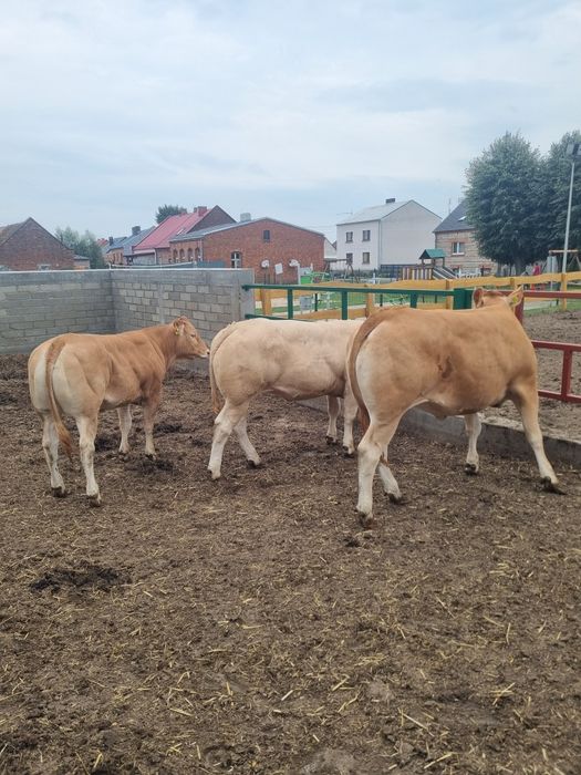 Bydło Blonde d'aquitaine
