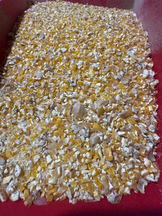 Kukurydza sucha gnieciona