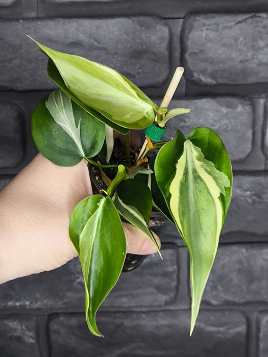 Philodendron Rio #4