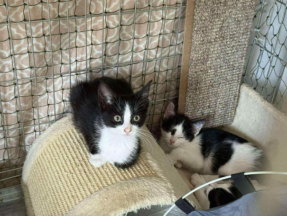 Kotek Rogalik poleca się do adopcji