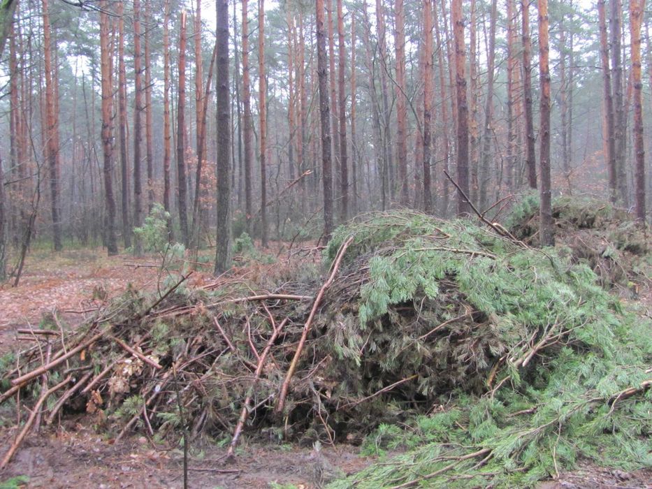 Drewno opałowe konary, gałęzie