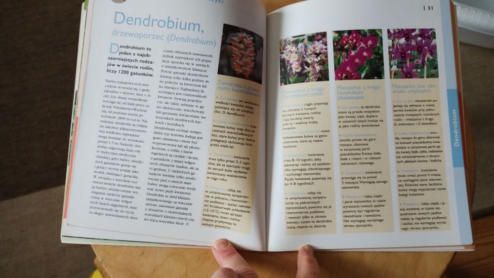 Storczyki Lutz Röllke, storczyk, orchidea