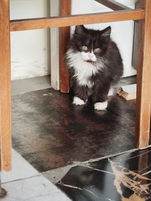 Отдаём.    даром