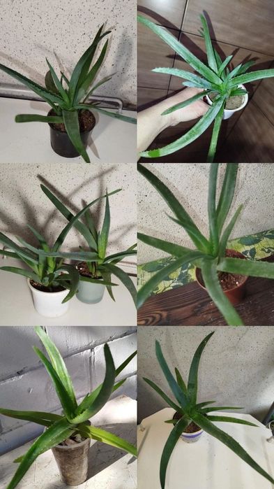 Алоэ Вера лечебное. Настоящее