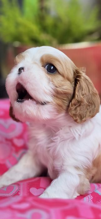 Cavalier King Charles Spaniel FCI suczka blenheim