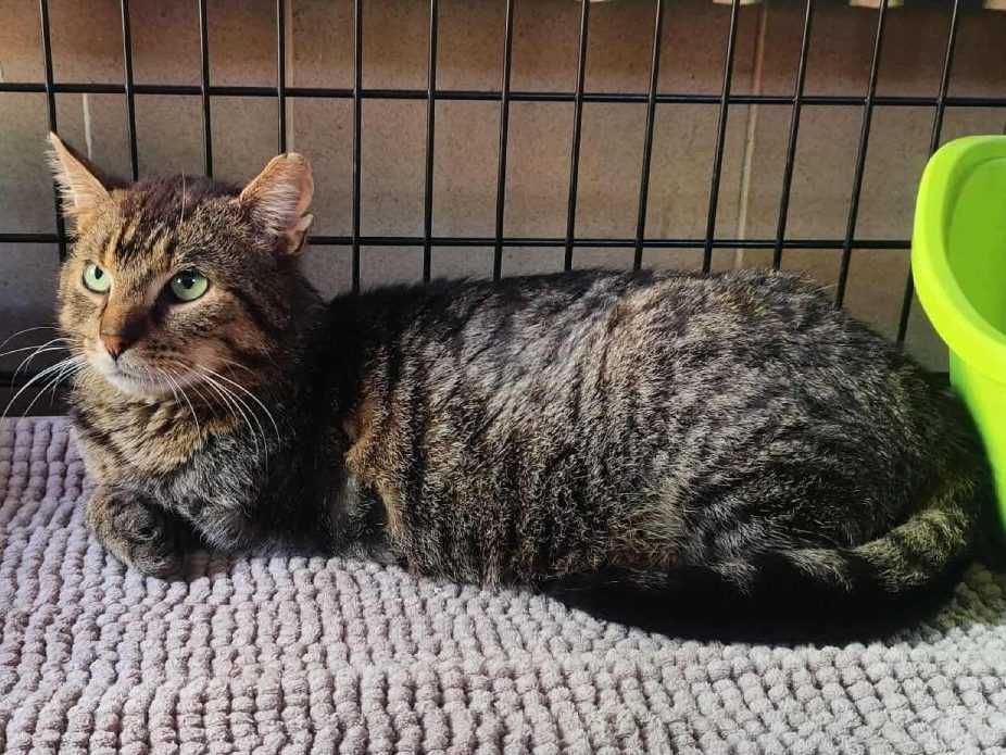 Point - trójłapy anioł w kocim futerku