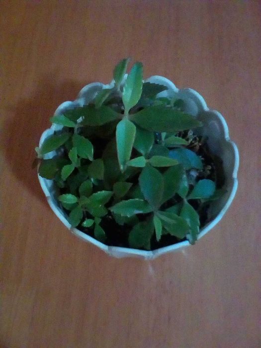 Каланхое рослина Квашена Капуста