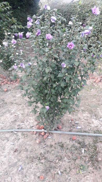 Hibiskus młode krzewy