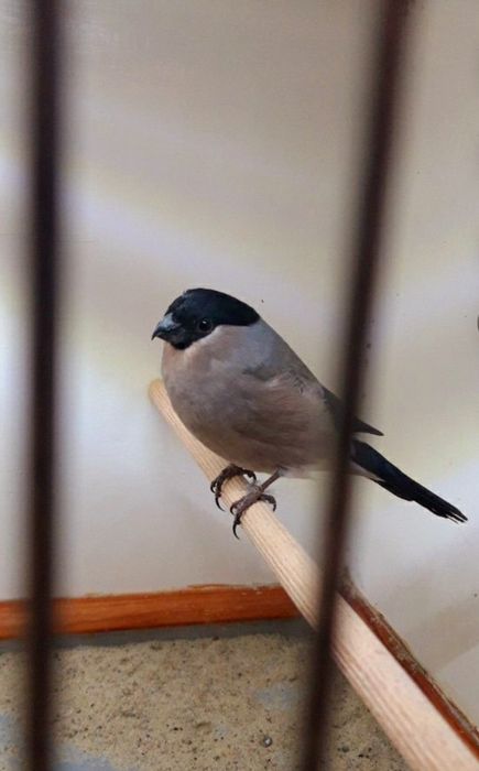 Kanarki, gil europejski 25r