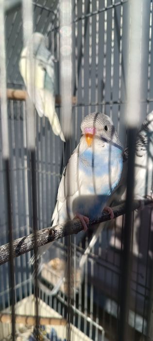 Periquito australiano  macho
