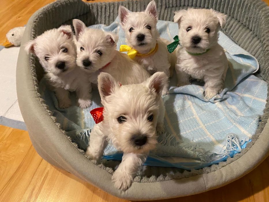 West highland white terrier