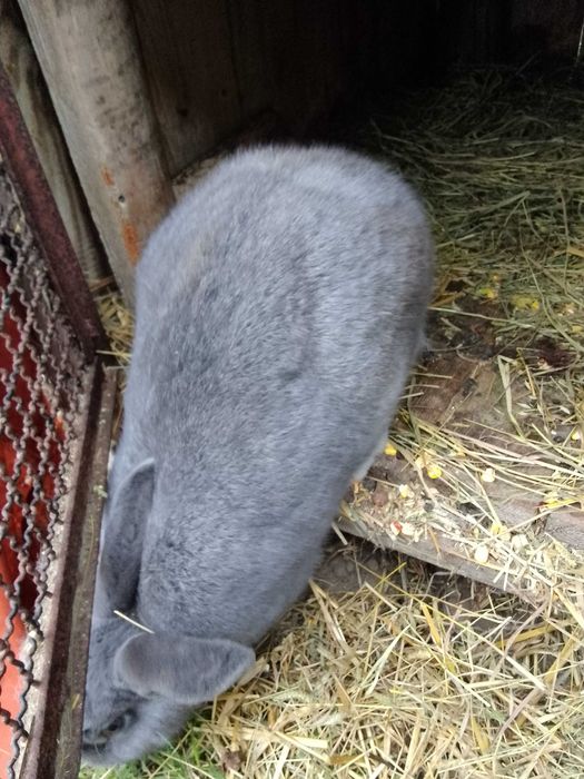 Sprzedam króliki samice