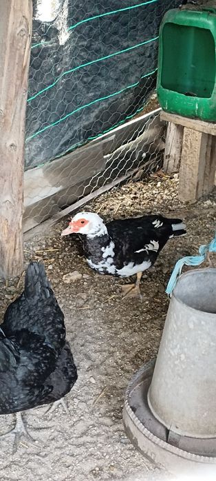 Vendo 1 pato e 3 patas