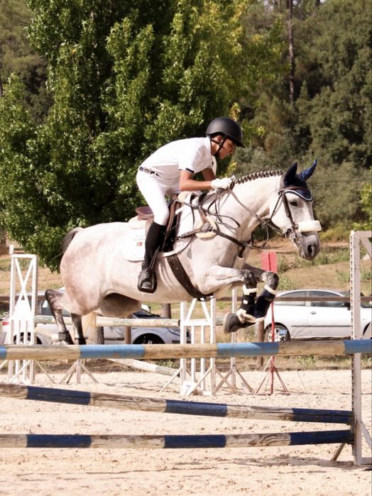 Égua Cruzada Lusitano