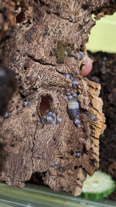 Isopods. "Bichos da conta".
