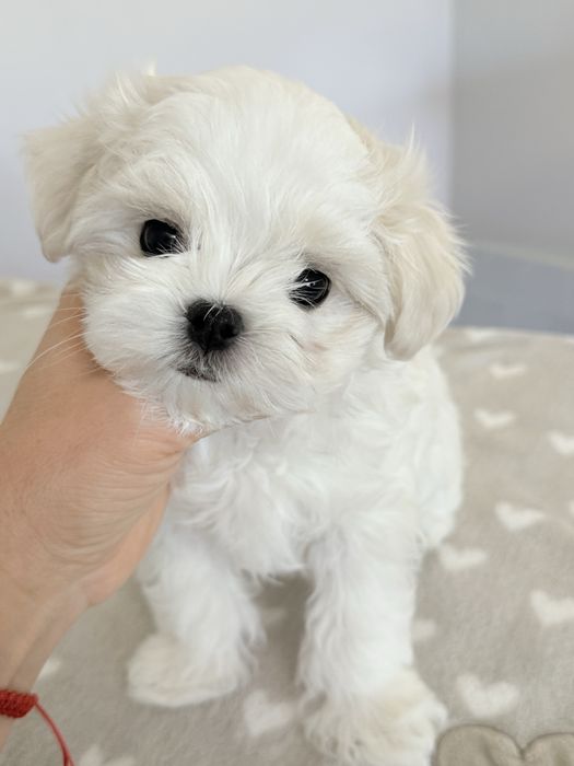 Мальтійська болонка