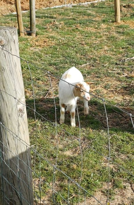 Cabras Anãs - Machos
