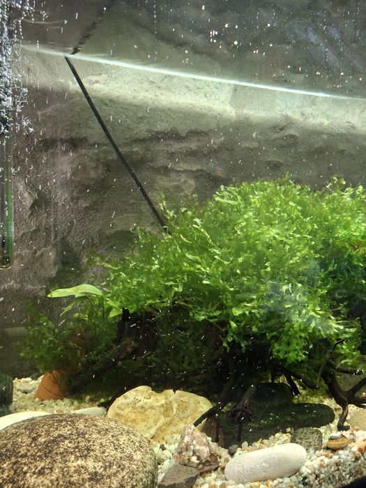 Planta Musgo para aquário