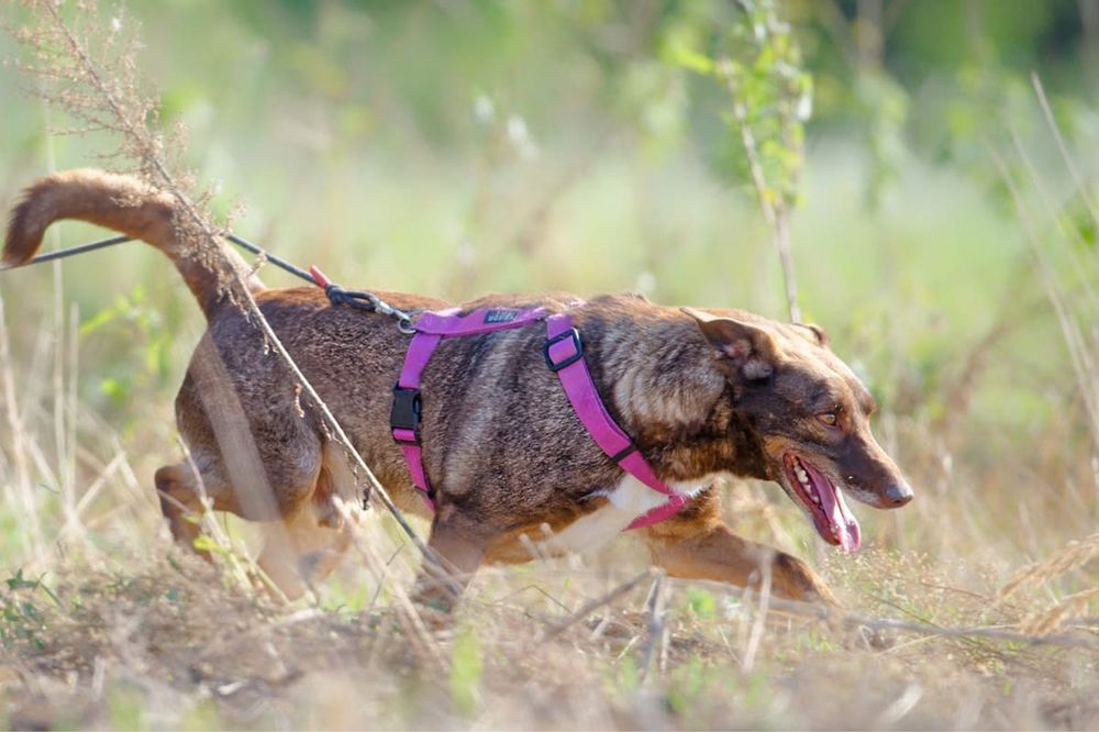 Rysiek-piękny i inteligentny+FILM