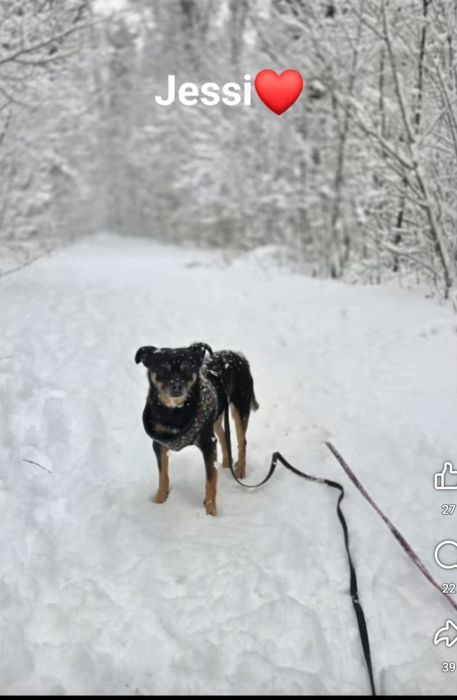Mikro Sunia pilnie szuka domu