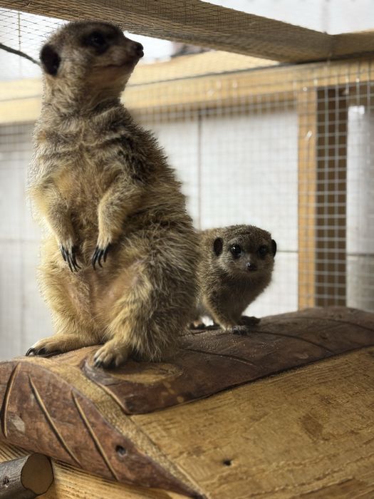 Mloda surykatka samczyk