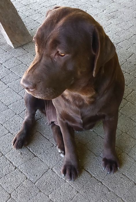 Labrador Retriever Rezerwacja PIES