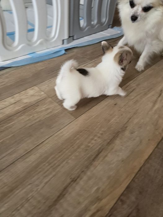 Chihuahua bardzo maleńka sunia