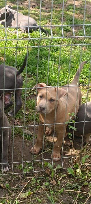 Amstaff, amstaf, American Staffordshire Terrier