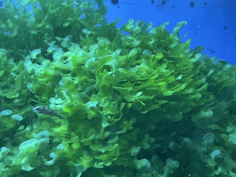 Мох ломаріопсис