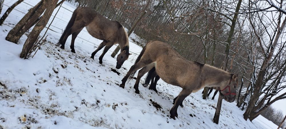 Klacze programowe Konika Polskiego