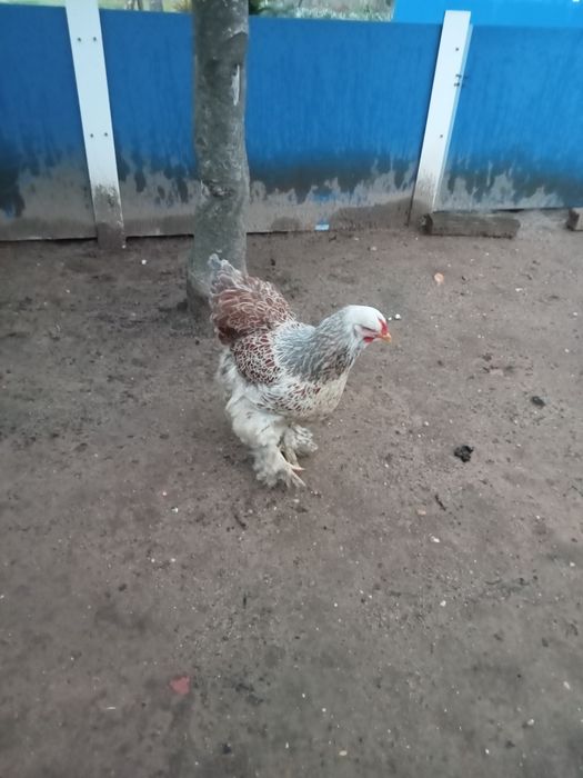 Vendo Galinha Brama