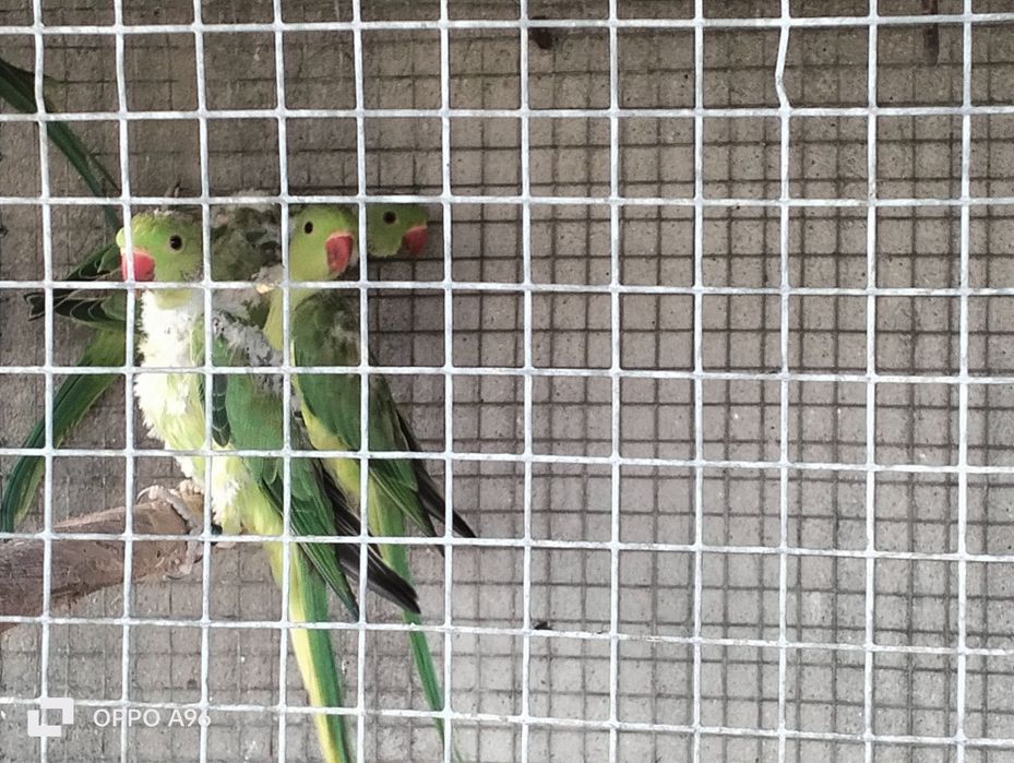 Ring Necks e pyhurras