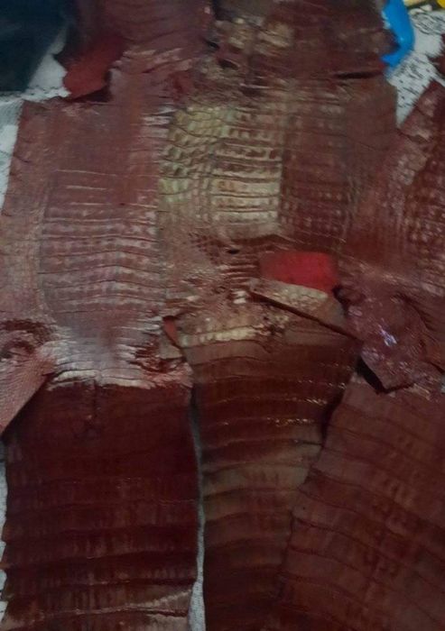 Кожа крокодила длина 70--80см